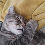 animal, cat, closeup, cozy, cute, domestic_cat, feline, fluffy_blanket, fur, gray_cat, indoor, nap, paw, pet, relaxed, resting, sleeping, soft_texture, whiskers, yellow_blanket