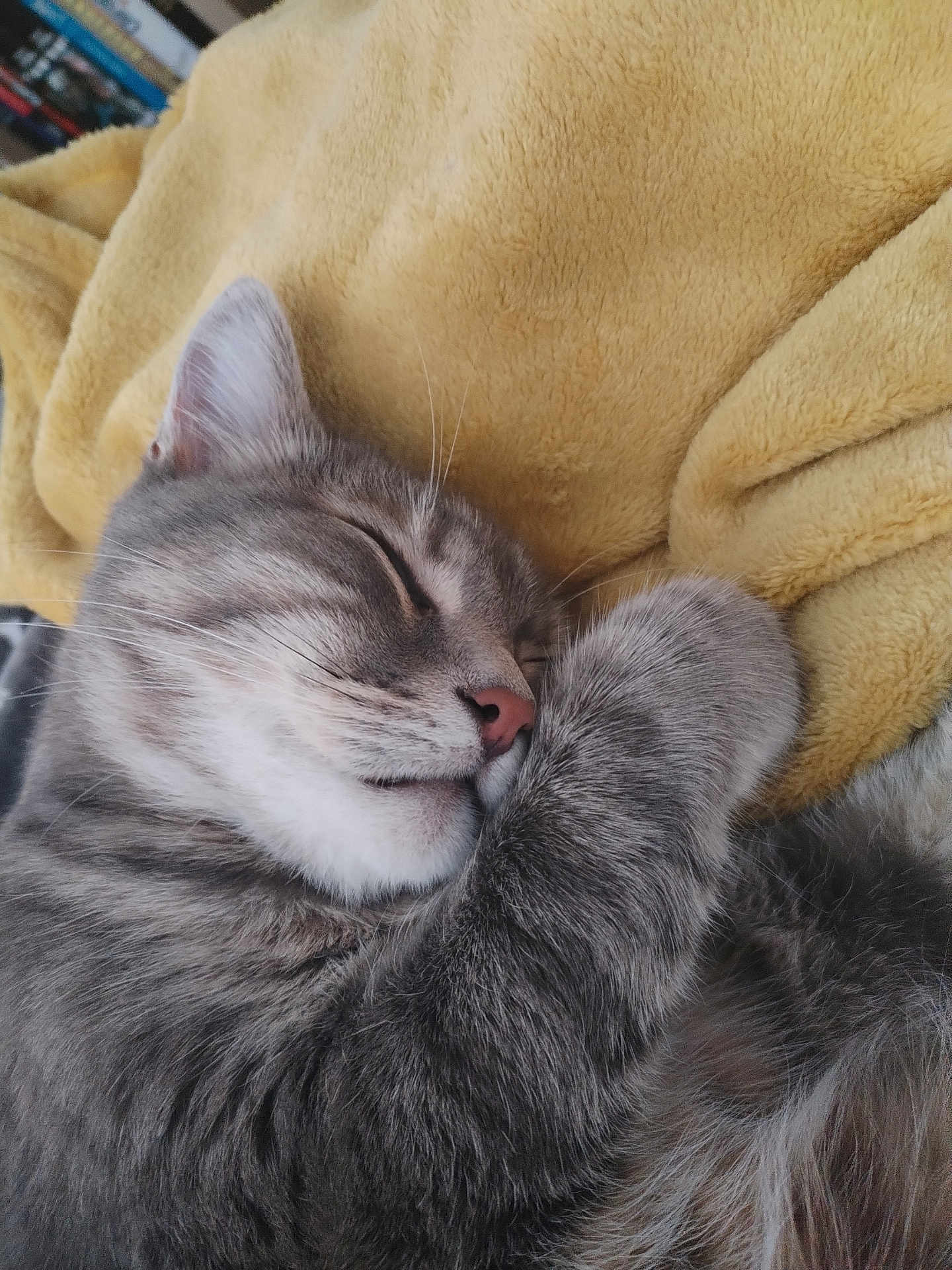 Jacko a rejoint le concours — aidez-le/la à gagner de superbes lots ! animal, cat, closeup, cozy, cute, domestic_cat, feline, fluffy_blanket, fur, gray_cat, indoor, nap, paw, pet, relaxed, resting, sleeping, soft_texture, whiskers, yellow_blanket