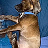 Herschel joined the competition — help win amazing prizes! dog, brown_dog, collar, sleeping, resting, blue_background, blue_collar, pet, animal, canine, indoor, side_view, fur, relaxed, peaceful, napping, paw, ears, dog_breed, domestic_animal