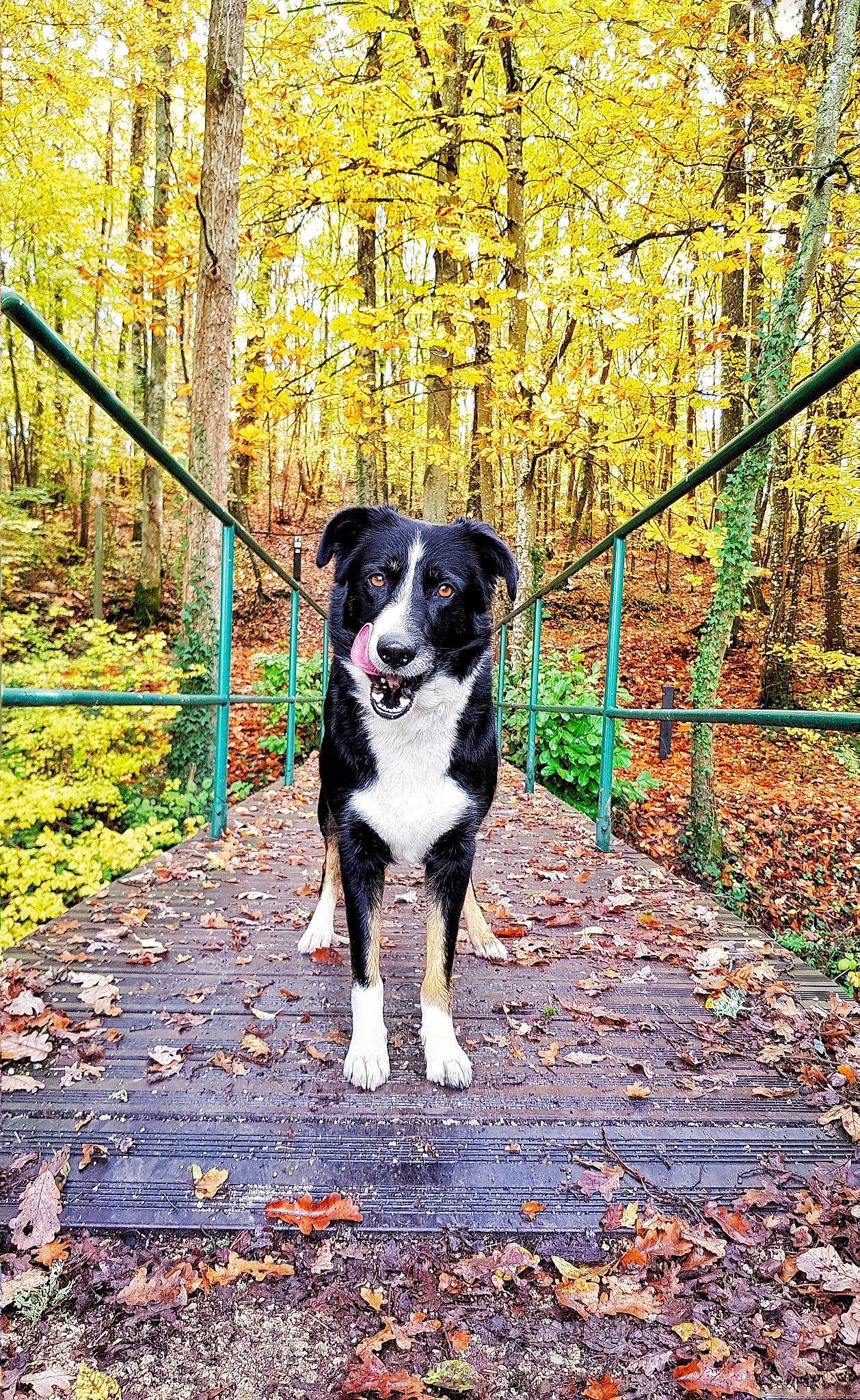 Kana participe au concours pour gagner de l'argent avec cette photo : autumn, border_collie, canidae, carnivore, dog, dog_breed, forest, leaf, leash, mammal, rafeiro_do_alentejo, rare_breed_dog, sporting_group, stabyhoun, tree, vertebrate, walking, woodland, working_dog