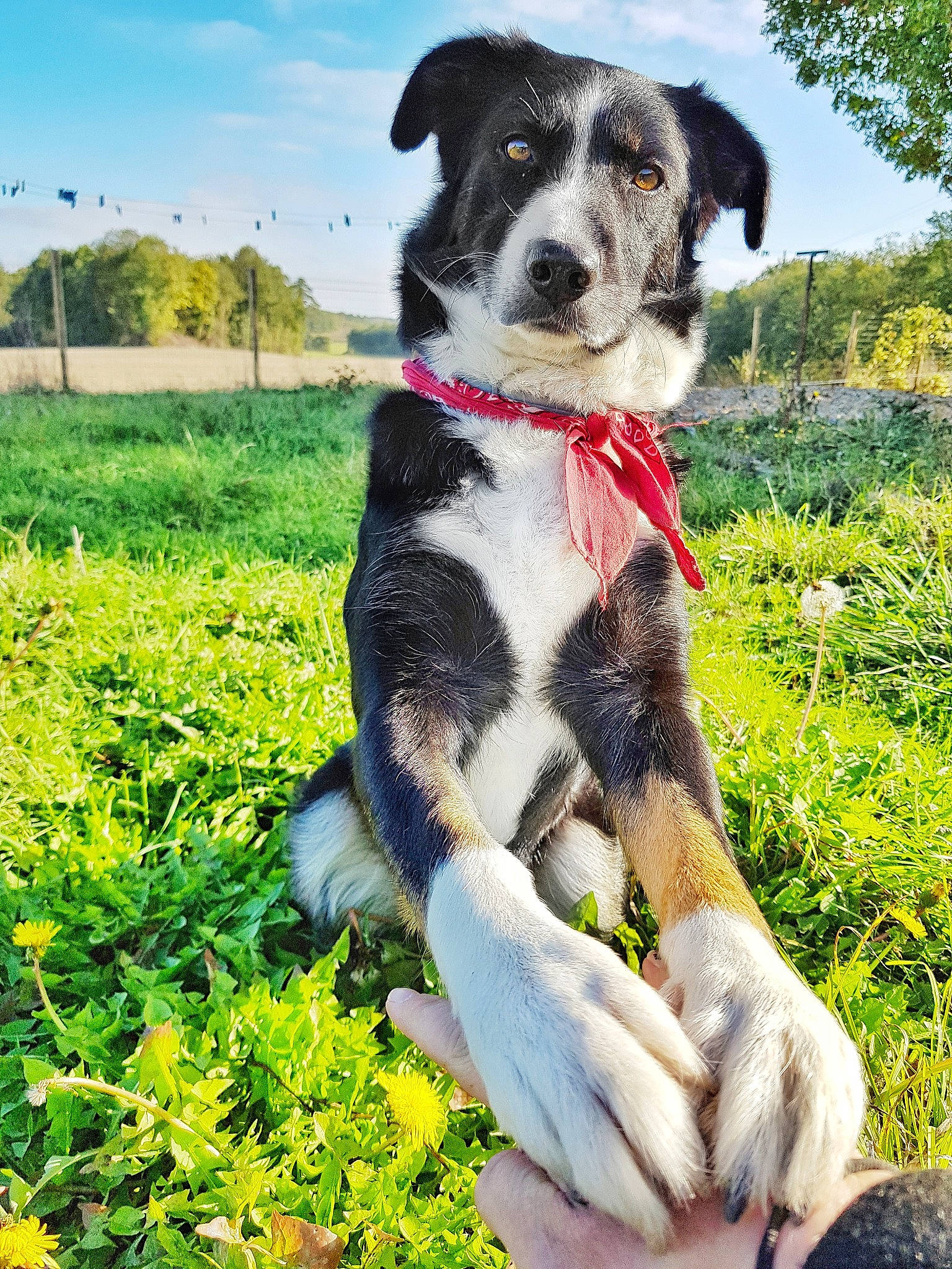 Kana participe au concours pour gagner de l'argent avec cette photo : appenzeller_sennenhund, australian_shepherd, border_collie, canidae, carnivore, companion_dog, dog, dog_breed, english_shepherd, entlebucher_mountain_dog, herding_dog, huntaway, louisiana_catahoula_leopard_dog, mammal, plant, rare_breed_dog, sporting_group, texas_heeler, vertebrate, working_dog