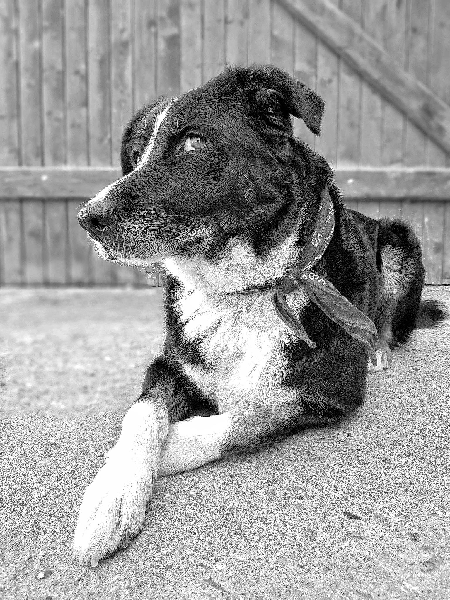 Kana participe au concours pour gagner de l'argent avec cette photo : australian_collie, australian_shepherd, black_and_white, border_collie, canidae, carnivore, companion_dog, dog, dog_breed, english_shepherd, mammal, monochrome, photography, rare_breed_dog, snout, sporting_group, street_dog, style, vertebrate, working_dog