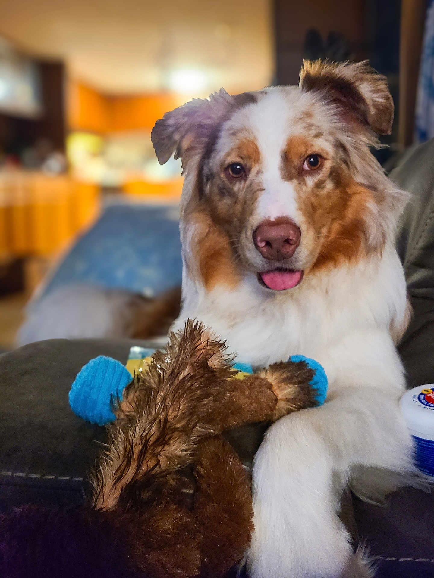 Bleu joined the competition — help win amazing prizes! dog, tongue_out, plush_toy, indoor, couch, furry, pet, playful, brown_and_white, cute, animal, relaxed, toy, canine, domestic, household, fur, face, ears, front_paw