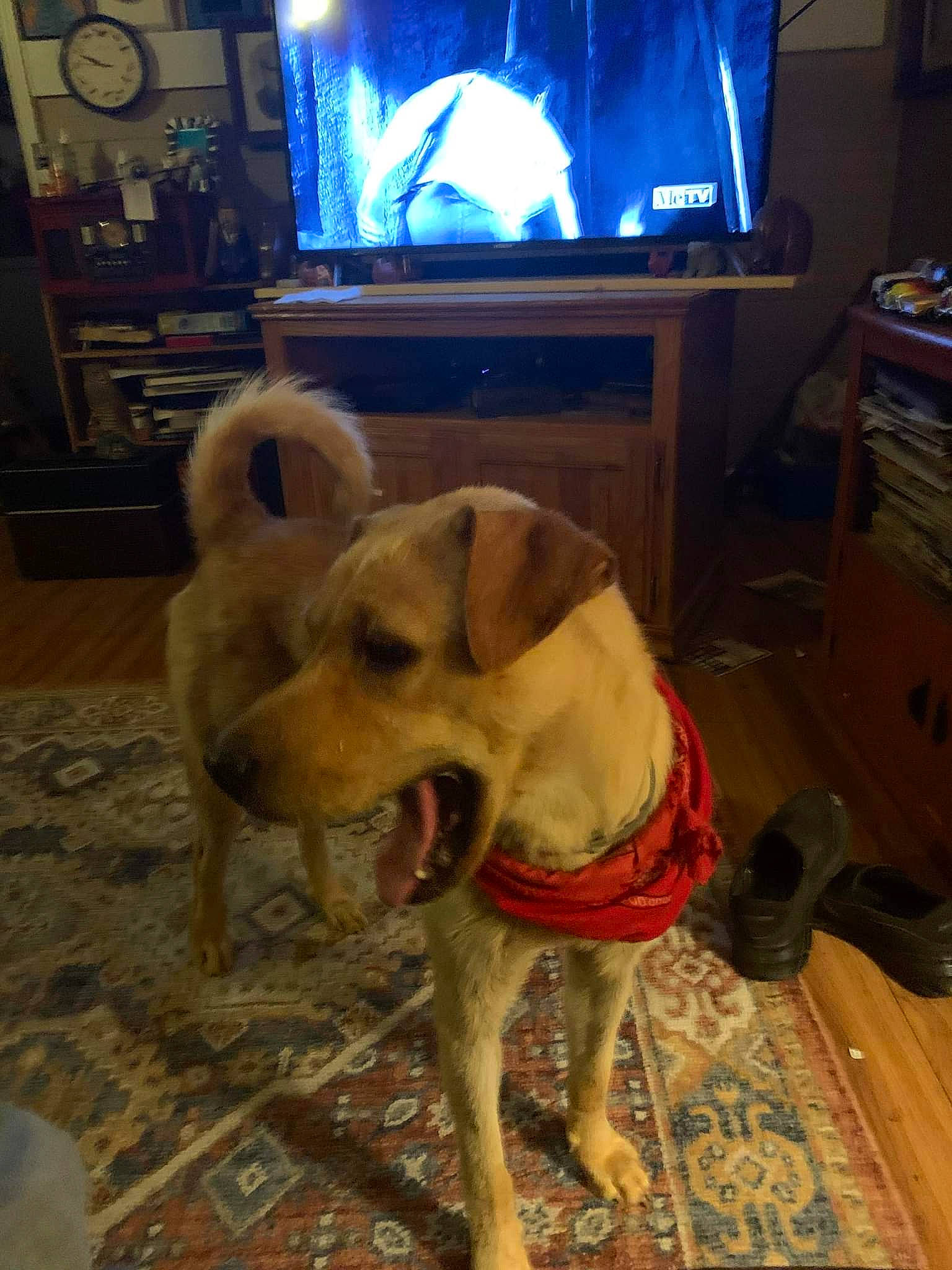 Lilly is registered to the contest to win money with this photo: cable_television, canidae, carnivore, chair, companion_dog, dog, dog_breed, fawn, floor, flooring, hardwood, home_appliance, picture_frame, snout, sporting_group, tail, television, television_set, wood, working_animal