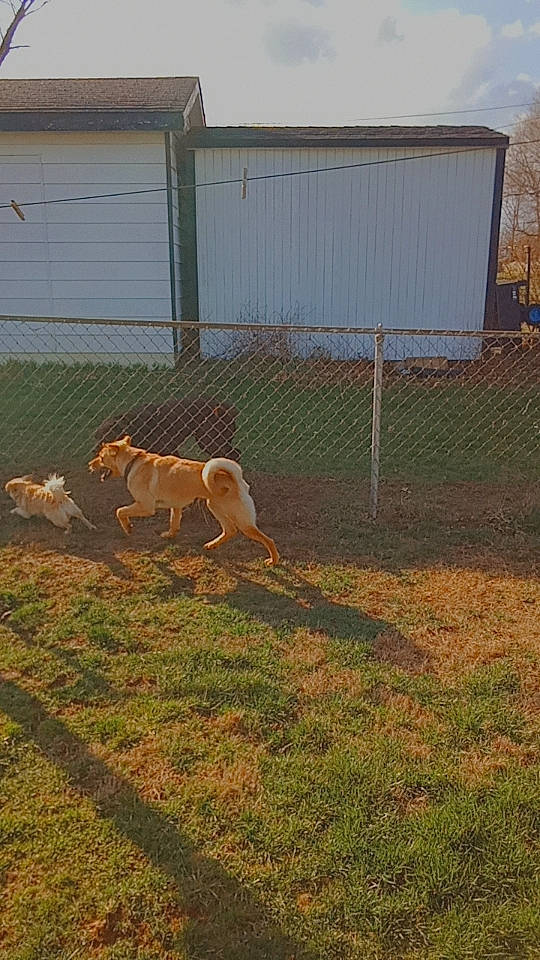 Lilly joined the competition — help win amazing prizes! carnivore, chain_link_fencing, dog, dog_breed, fawn, fence, field, grass, grassland, home_fencing, landscape, mesh, pasture, prairie, sky, soil, tail, terrestrial_animal, wire_fencing, wood