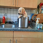 Bobonne participe au concours pour gagner de l'argent avec cette photo : puppy, dog, kitchen, cooking_pot, sink, dishwasher, countertop, cabinet, kitchenware, utensils, jars, bottles, soap, faucet, tile, home, indoor, portrait, cute, white_dog