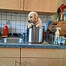 puppy, dog, kitchen, cooking_pot, sink, dishwasher, countertop, cabinet, kitchenware, utensils, jars, bottles, soap, faucet, tile, home, indoor, portrait, cute, white_dog