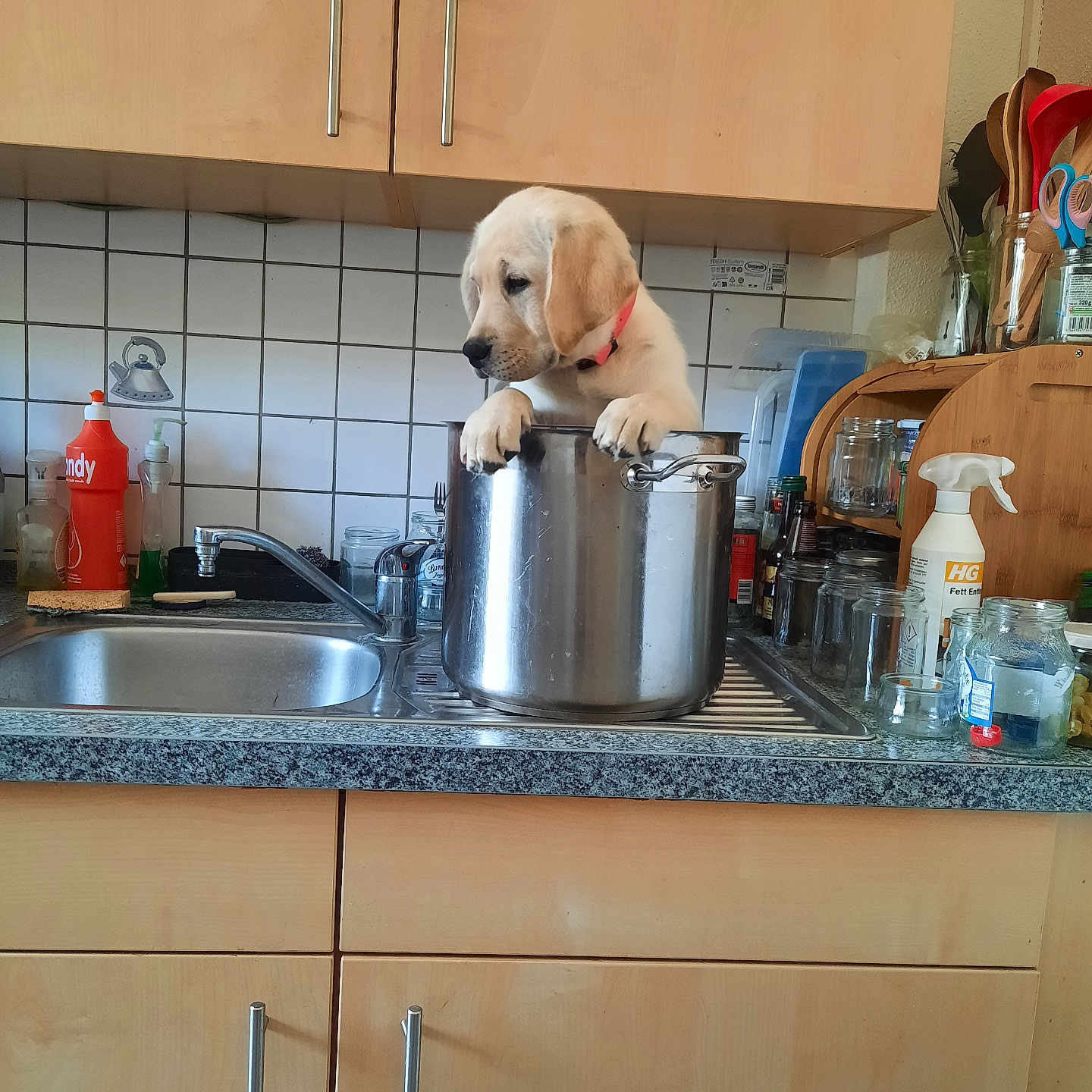Bobonne participe au concours pour gagner de l'argent avec cette photo : puppy, dog, kitchen, cooking_pot, sink, dishwasher, countertop, cabinet, kitchenware, utensils, jars, bottles, soap, faucet, tile, home, indoor, portrait, cute, white_dog