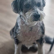 Sidney a rejoint le concours — aidez-le/la à gagner de superbes lots ! dog, pet, sitting, indoor, wooden_floor, close_up, portrait, fur, whiskers, paws, ears, eyes, muzzle, mixed_breed, adorable, looking_up, blurred_background, shallow_depth_of_field, home, companion