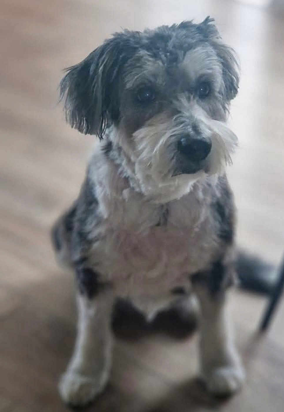 Sidney a rejoint le concours — aidez-le/la à gagner de superbes lots ! dog, pet, sitting, indoor, wooden_floor, close_up, portrait, fur, whiskers, paws, ears, eyes, muzzle, mixed_breed, adorable, looking_up, blurred_background, shallow_depth_of_field, home, companion
