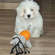 Milo participe au concours pour gagner de l'argent avec cette photo : puppy, dog, white_fur, fluffy, toy, orange, spiky_ball, black_tassels, wooden_floor, indoor, pet, cute, small_dog, animal, playful, sitting, front_view, adorable, young_dog, domestic