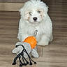 adorable, animal, black_tassels, cute, dog, domestic, fluffy, front_view, indoor, orange, pet, playful, puppy, sitting, small_dog, spiky_ball, toy, white_fur, wooden_floor, young_dog