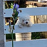 Milo participe au concours pour gagner de l'argent avec cette photo : dog, white_fur, fence, flower, purple_flower, outdoor, pet, cute, sunlight, greenery, wooden_fence, nature, animal, small_dog, curious, garden, plant, daylight, adorable, fluffy