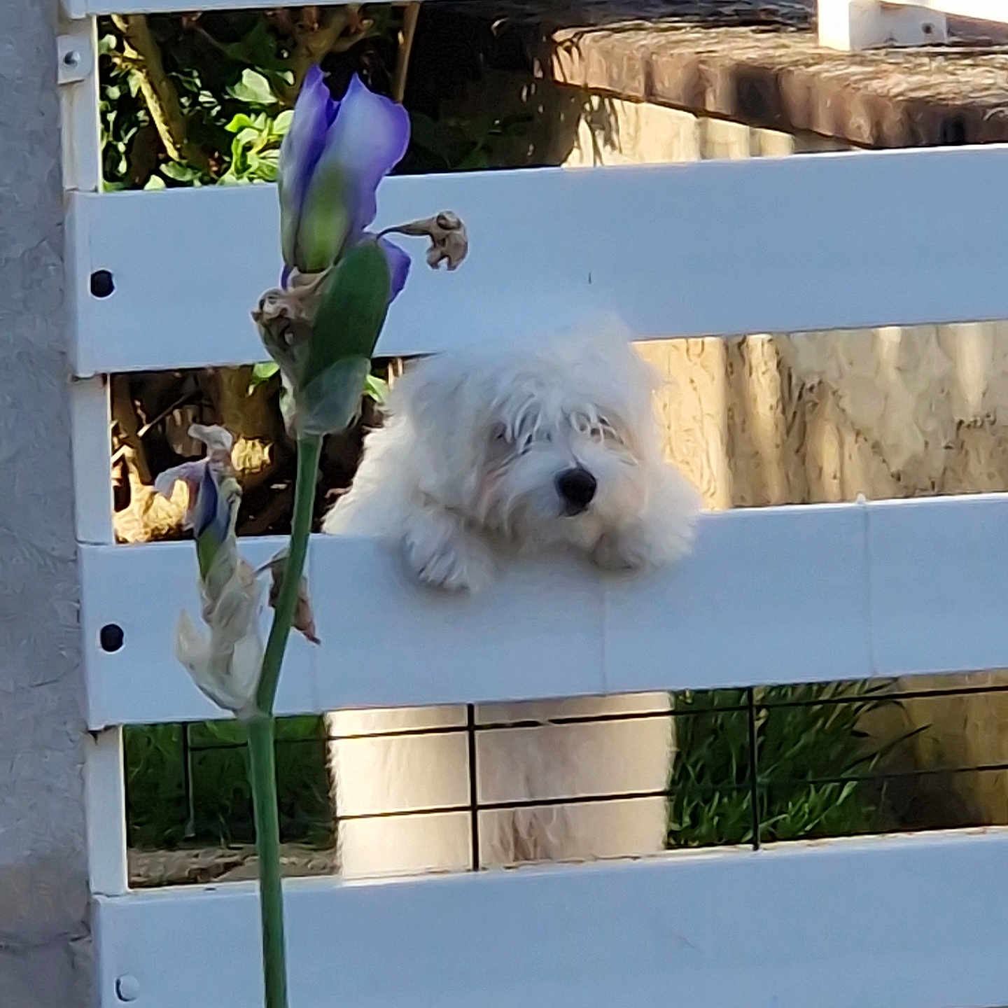Milo participe au concours pour gagner de l'argent avec cette photo : dog, white_fur, fence, flower, purple_flower, outdoor, pet, cute, sunlight, greenery, wooden_fence, nature, animal, small_dog, curious, garden, plant, daylight, adorable, fluffy