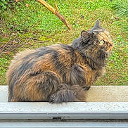 Doudoune a rejoint le concours — aidez-le/la à gagner de superbes lots ! animal, branch, cat, closeup, curious, daylight, feline, fluffy_fur, fur, garden, grass, green_eyes, leaves, nature, outdoor, pet, side_view, sitting, tortoiseshell_cat, window_ledge