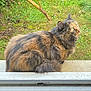 animal, branch, cat, closeup, curious, daylight, feline, fluffy_fur, fur, garden, grass, green_eyes, leaves, nature, outdoor, pet, side_view, sitting, tortoiseshell_cat, window_ledge