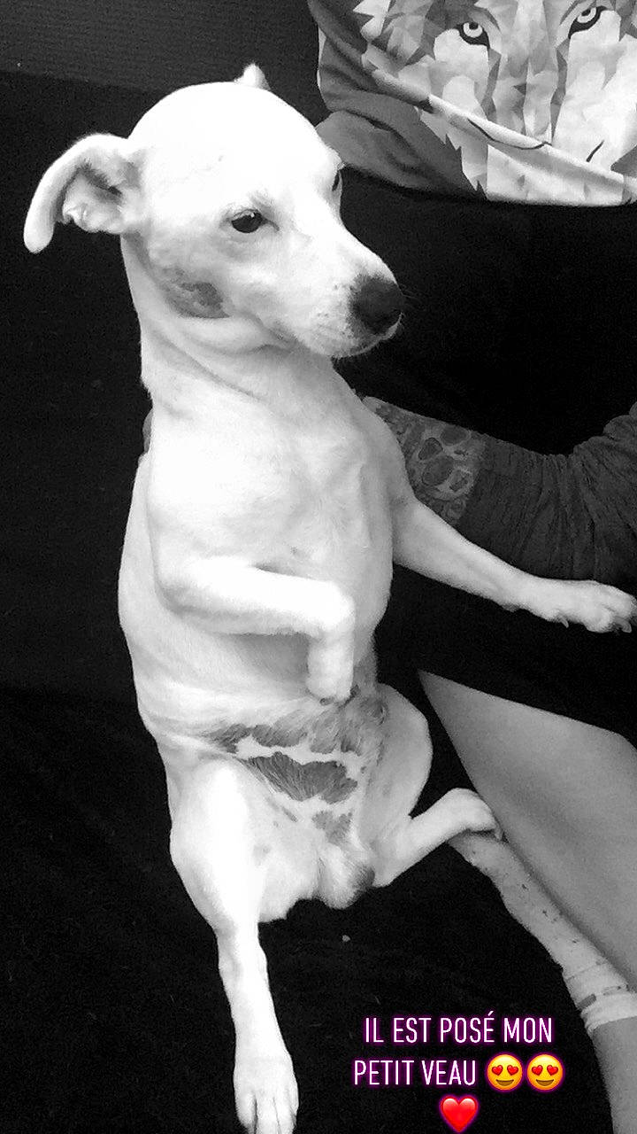 Engy participe au concours pour gagner de l'argent avec cette photo : canidae, carnivore, companion_dog, dog, dog_breed, english_white_terrier, italian_greyhound, mammal, rare_breed_dog, vertebrate, whippet