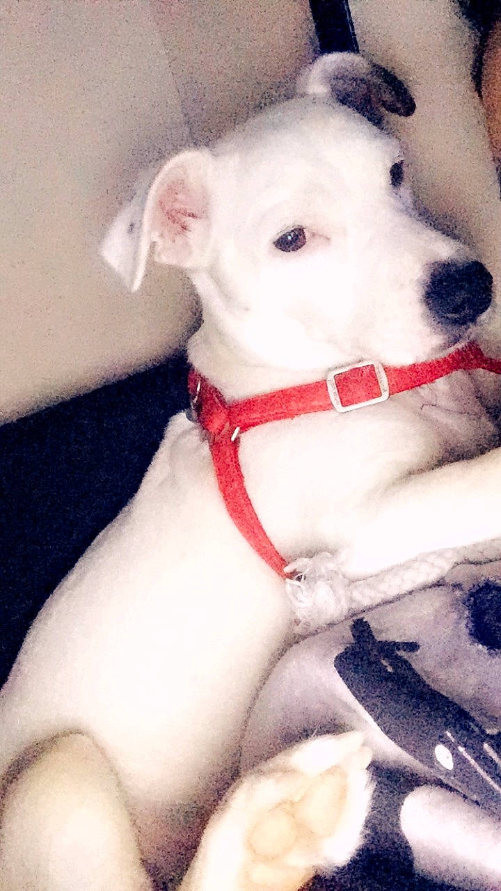 Engy a rejoint le concours — aidez-le/la à gagner de superbes lots ! canidae, carnivore, companion_dog, dog, dog_breed, dogo_argentino, dogo_guatemalteco, fawn, guard_dog, mammal, non_sporting_group, pit_bull, puppy, rare_breed_dog, vertebrate