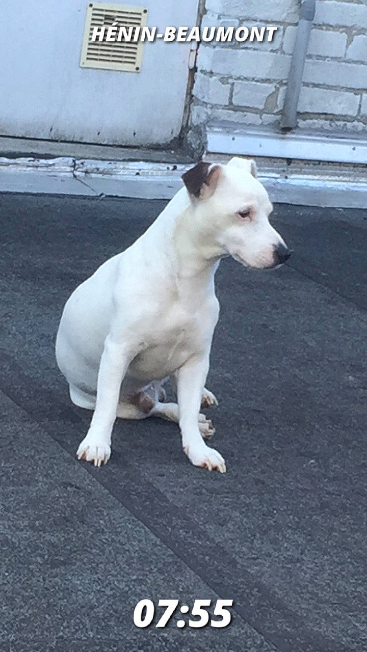 Engy participe au concours pour gagner de l'argent avec cette photo : american_pit_bull_terrier, bull_and_terrier, bull_terrier, canidae, carnivore, companion_dog, cordoba_fighting_dog, dog, dog_breed, dogo_argentino, dogo_guatemalteco, english_white_terrier, fawn, gull_terr, mammal, non_sporting_group, pit_bull, rare_breed_dog, tail, vertebrate