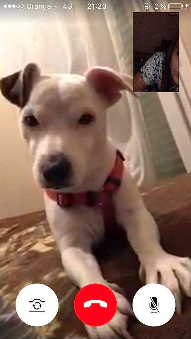 Engy participe au concours pour gagner de l'argent avec cette photo : canidae, carnivore, companion_dog, dog, dog_breed, dog_toy, fawn, jack_russell_terrier, mammal, non_sporting_group, nose, photo_caption, puppy, rare_breed_dog, snout, sporting_group, vertebrate