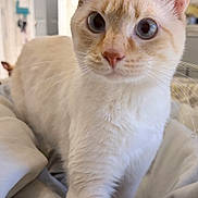 Marshmallow joined the competition — help win amazing prizes! cat, feline, pet, close_up, portrait, blue_eyes, cream_fur, whiskers, large_eyes, ears, paw, bed, bedding, indoor, soft_texture, curious, looking_at_camera, domestic_cat, cute, fur_texture