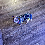 Snickers is registered to the contest to win money with this photo: dog, chihuahua, small_dog, sweater, striped_sweater, pet, indoor, wooden_floor, flooring, paws, ears, eyes, collar, looking_up, standing, cute, coat, home, closeup, companion