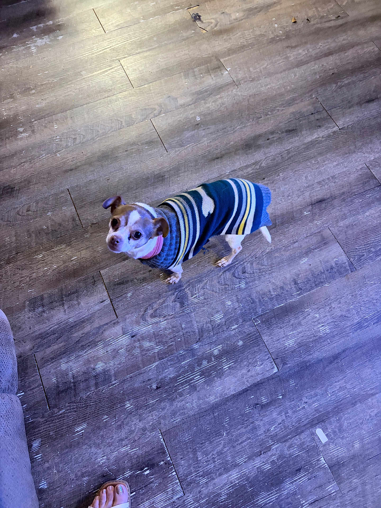 Snickers is registered to the contest to win money with this photo: dog, chihuahua, small_dog, sweater, striped_sweater, pet, indoor, wooden_floor, flooring, paws, ears, eyes, collar, looking_up, standing, cute, coat, home, closeup, companion
