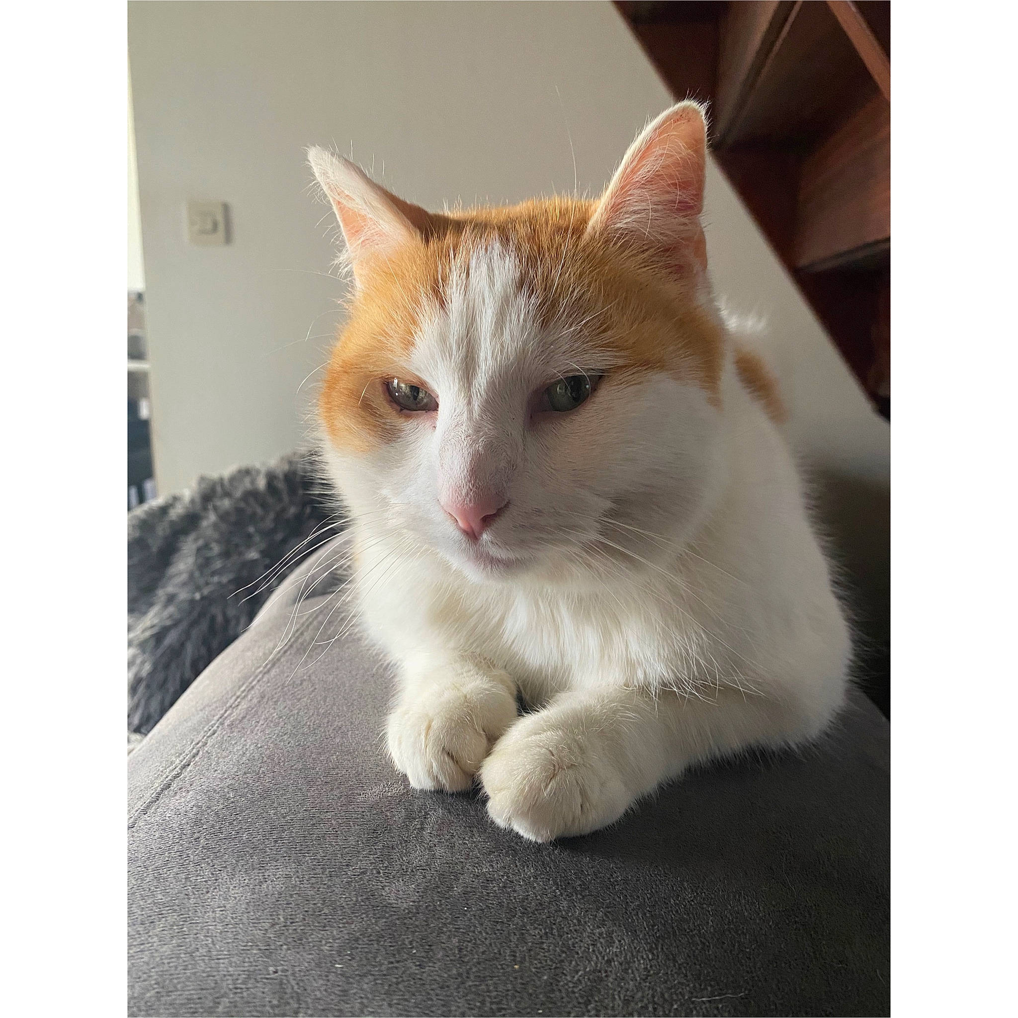 Milton participe au concours pour gagner de l'argent avec cette photo : aegean_cat, carnivore, cat, domestic_short_haired_cat, ear, european_shorthair, eye, fawn, felidae, fur, kitten, mammal, ojos_azules, photography, polydactyl_cat, small_to_medium_sized_cats, snapshot, tabby_cat, turkish_van, whiskers