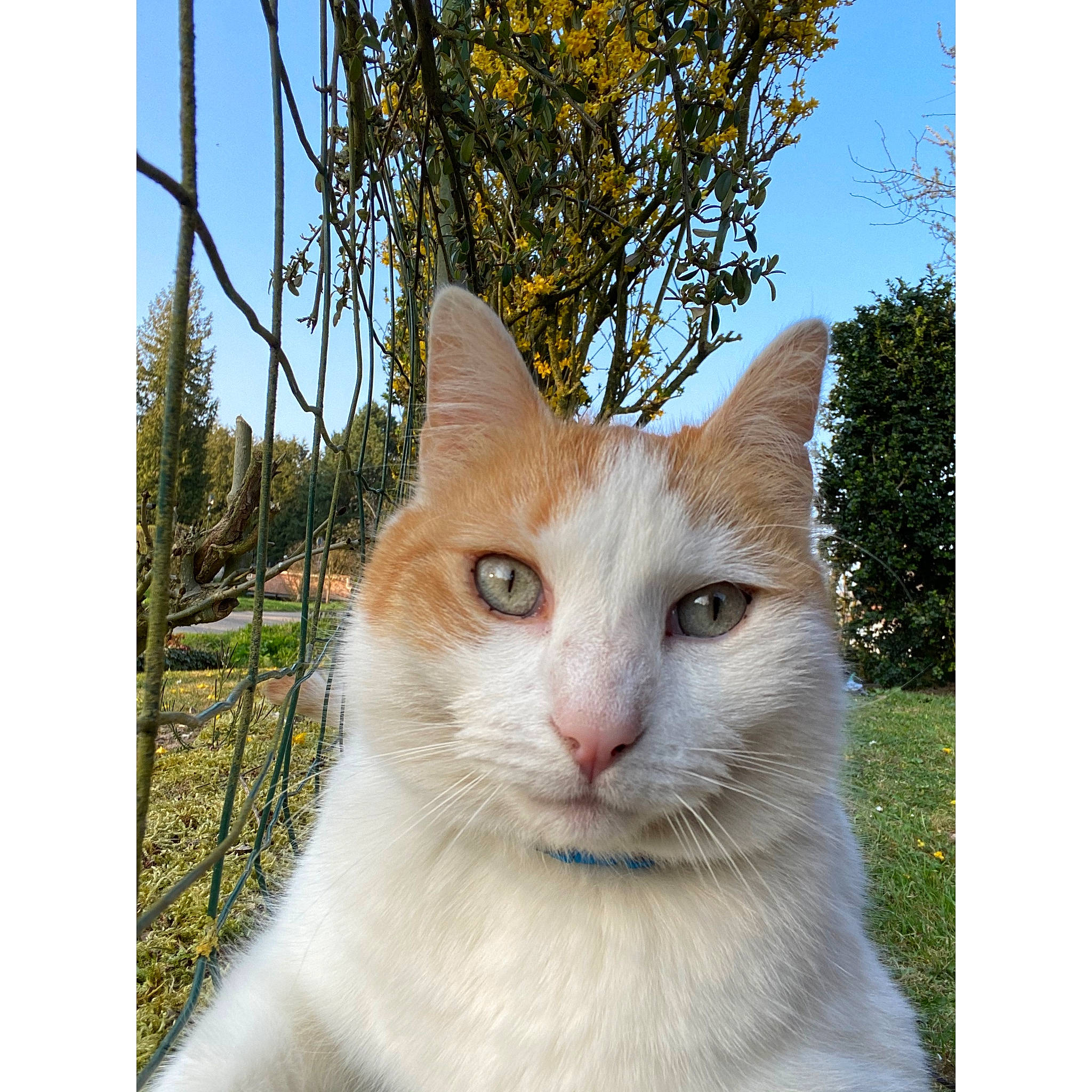 Milton participe au concours pour gagner de l'argent avec cette photo : art, carnivore, cat, collar, domestic_short_haired_cat, eye, fawn, felidae, fur, grass, human_body, plant, sky, small_to_medium_sized_cats, snout, tail, tree, whiskers, wildlife, wood
