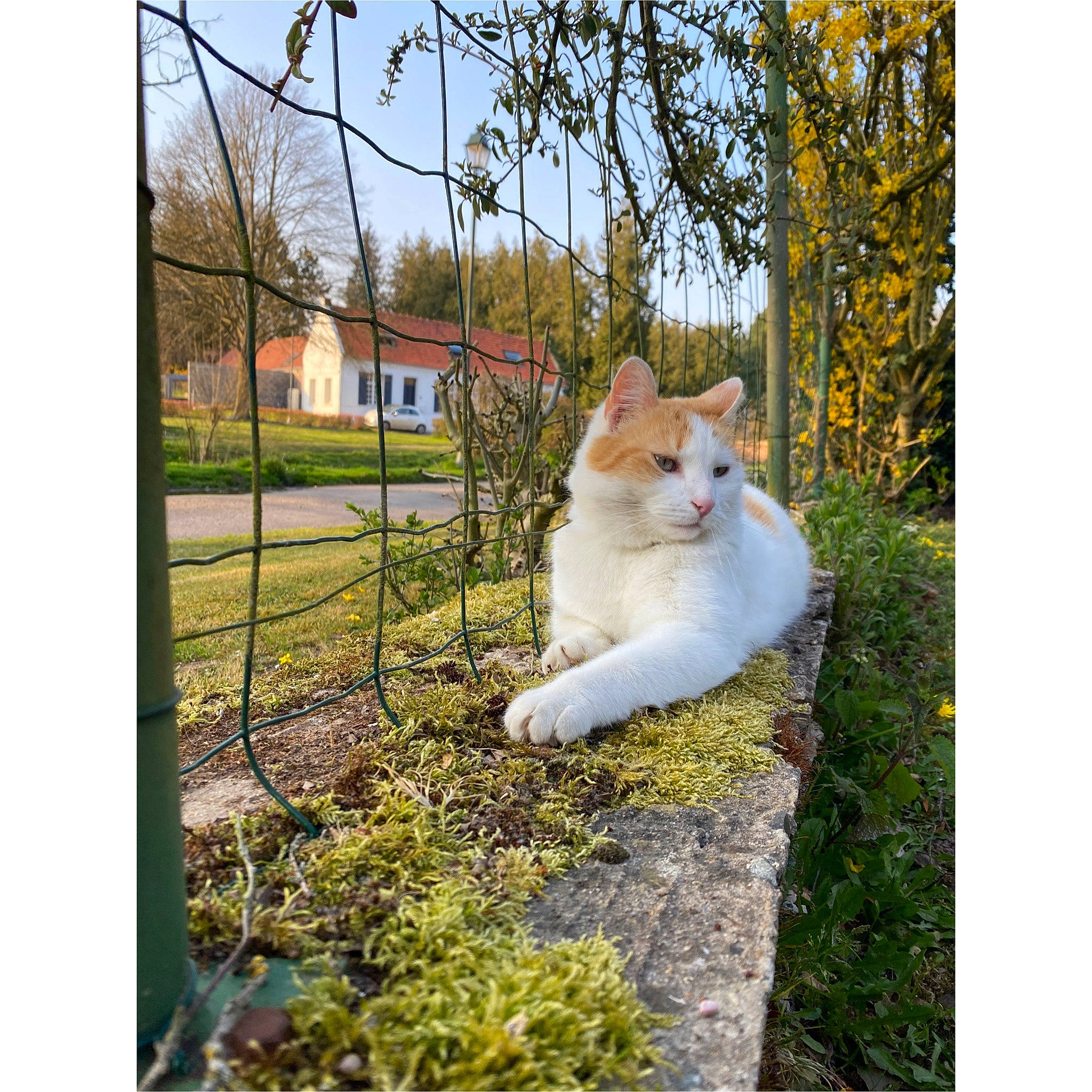 Milton participe au concours pour gagner de l'argent avec cette photo : art, branch, carnivore, cat, eye, fawn, felidae, fur, grass, groundcover, lawn, leaf, plant, sky, small_to_medium_sized_cats, tail, tree, whiskers, window, wood