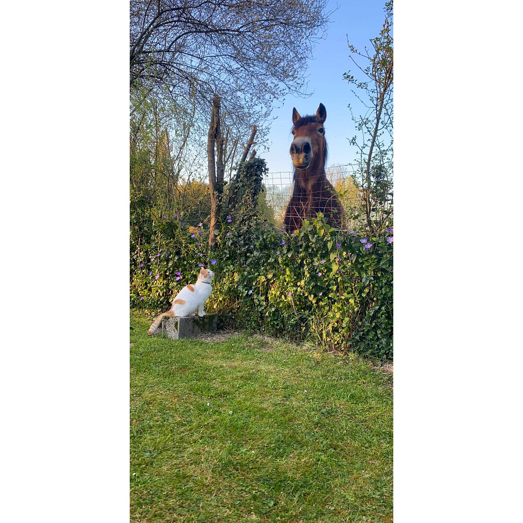 Milton participe au concours pour gagner de l'argent avec cette photo : biome, carnivore, companion_dog, dog, fawn, felidae, grass, grassland, landscape, lawn, leaf, natural_landscape, people_in_nature, plant, shrub, sky, tree, trunk, vegetation, woody_plant