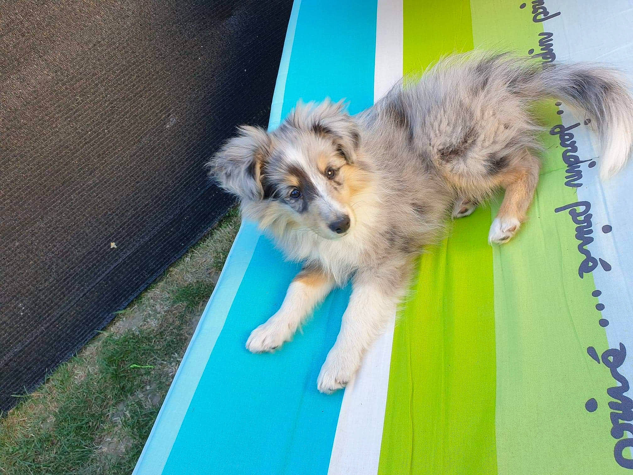 Rox a rejoint le concours — aidez-le/la à gagner de superbes lots ! australian_shepherd, canidae, carnivore, cat, collie, companion_dog, dog, dog_agility, dog_breed, felidae, herding_dog, mammal, miniature_australian_shepherd, puppy, rough_collie, shetland_sheepdog, sporting_group, tail, vertebrate