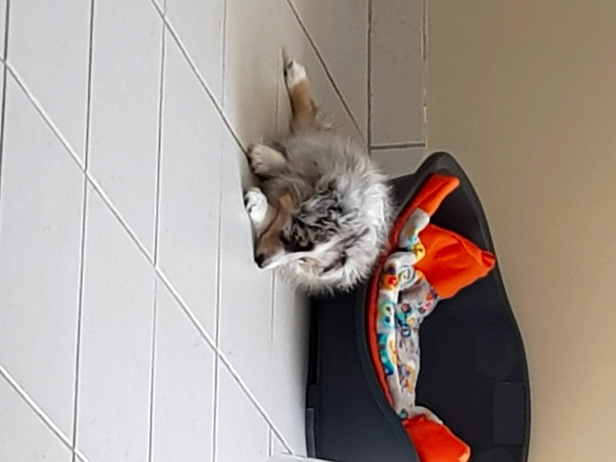 Rox a rejoint le concours — aidez-le/la à gagner de superbes lots ! american_shorthair, carnivore, cat, domestic_short_haired_cat, european_shorthair, felidae, kitten, small_to_medium_sized_cats, tabby_cat, tail, whiskers