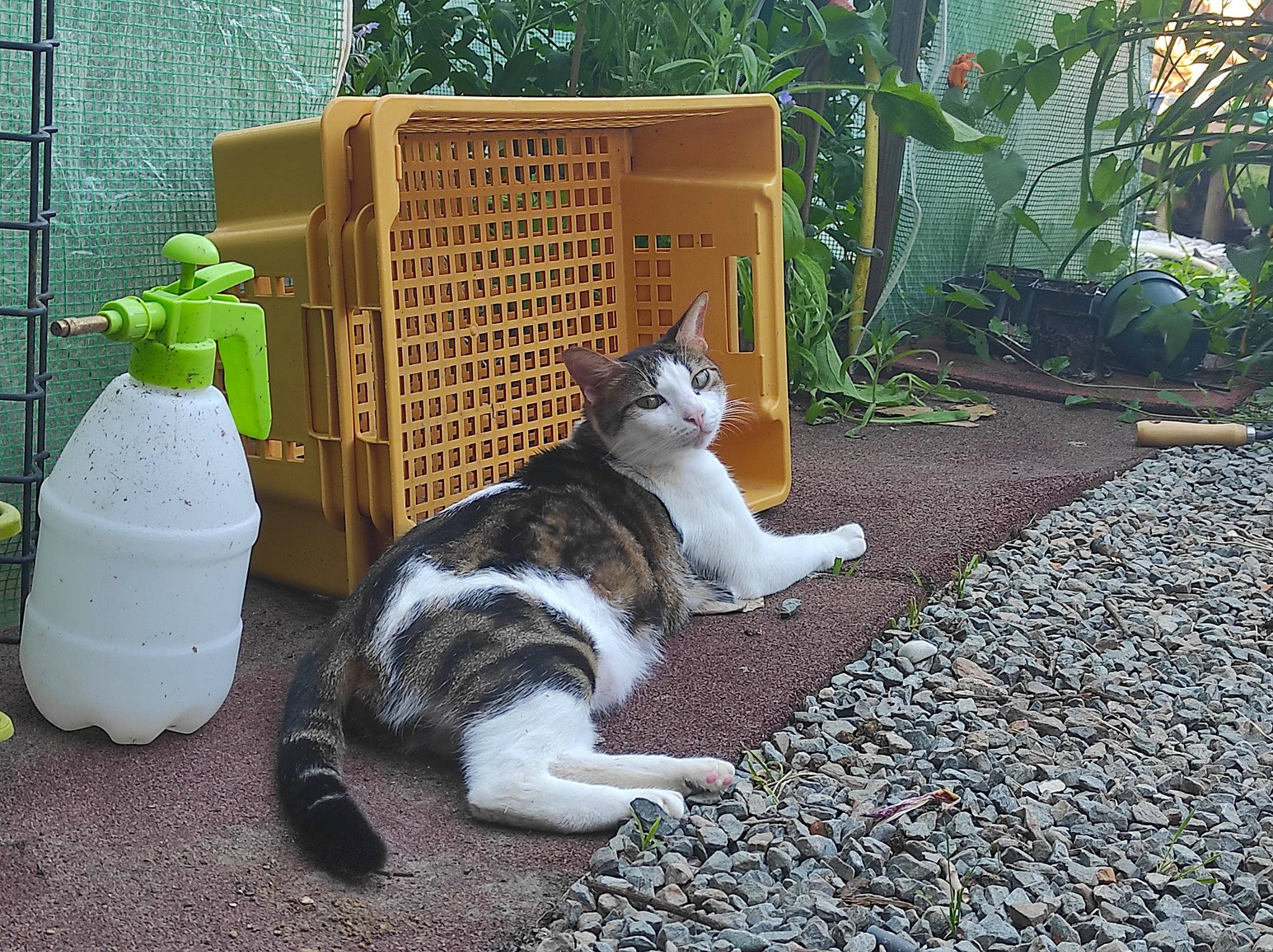 Ruby a rejoint le concours — aidez-le/la à gagner de superbes lots ! asphalt, carnivore, cat, domestic_short_haired_cat, fawn, felidae, fur, garden, grass, green, lawn_ornament, outdoor_furniture, paw, pet_supply, plant, road_surface, sitting, small_to_medium_sized_cats, tail, whiskers