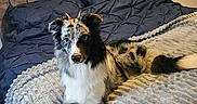 Thor joined the competition — help win amazing prizes! dog, bed, blanket, indoor, pet, animal, furniture, headboard, carpet, resting, lying_down, cozy, curious, merle_coat, blue_eyes, domestic_dog, bedroom, relaxed, comfort, home