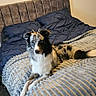 dog, bed, blanket, indoor, pet, animal, furniture, headboard, carpet, resting, lying_down, cozy, curious, merle_coat, blue_eyes, domestic_dog, bedroom, relaxed, comfort, home