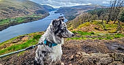 Thor joined the competition — help win amazing prizes! adventure, animal, cloudy_sky, collar, dog, fur, grass, hill, landscape, leash, mountains, nature, outdoor, pet, profile, river, scenic, trees, valley, wilderness