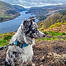 dog, outdoor, landscape, river, valley, hill, grass, trees, leash, collar, cloudy_sky, nature, animal, scenic, mountains, fur, pet, profile, adventure, wilderness