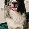 dog, heterochromia, blue_eye, brown_eye, pet, canine, smiling, portrait, indoor, blanket, fur, sitting, closeup, animal, friendly, cute, domestic, house_pet, mammal, focused