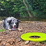 dog, frisbee, riverbank, rocks, outdoor, nature, greenery, forest, water, panting, playful, pet, animal, summer, daylight, tongue_out, recreation, leisure, happy, canine