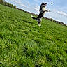 dog, grass, field, sky, blue_sky, clouds, tennis_ball, jumping, leaping, outdoor, green_grass, playful, pet, animal, nature, daytime, active, canine, happy, energetic