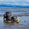 dog, beach, water, ocean, ball, wet, sand, cloudy_sky, mountains, animal, playing, outdoor, nature, canine, pet, shore, landscape, daytime, recreation, fun