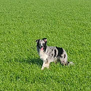 Thor joined the competition — help win amazing prizes! dog, animal, outdoor, grass, greenery, pet, canine, nature, field, sunlight, happy, tongue_out, black_and_white, ears_up, playful, summer, daytime, mammal, walking, open_space