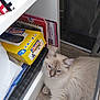 cat, fluffy_cat, indoor, blue_eyes, wooden_floor, shelf, notebooks, yellow_box, curious, relaxed, pet, furniture, domestic, close_up, resting, light_fur, long_hair, flooring, home, animal