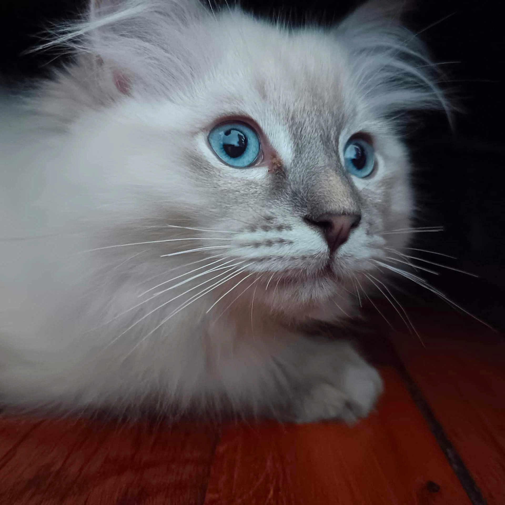 Yuki a rejoint le concours — aidez-le/la à gagner de superbes lots ! animal, blue_eyes, cat, close_up, cute, detailed, domestic_cat, face, feline, fluffy, focused, fur, indoor, looking, pet, portrait, soft_light, whiskers, wooden_floor, young_cat