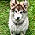 Loki