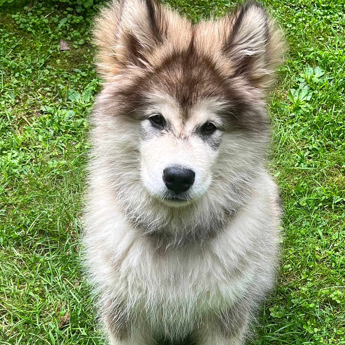 Loki