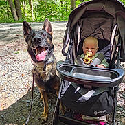 Maeve joined the competition — help win amazing prizes! baby, stroller, dog, german_shepherd, tongue_out, outdoor, forest, trees, sunlight, trail, happy, pet, animal, child, nature, leash, shade, baby_toy, pacifier, daytime
