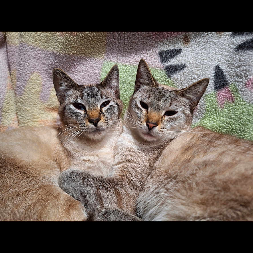 Sandy And Tiger is registered to the contest to win money with this photo: animal_portrait, blanket, cat, close_up, companions, cozy, cute, domestic_animal, ears, eyes, feline, fur, indoor, pattern, pets, resting, siamese_cat, snuggling, two_animals, whiskers
