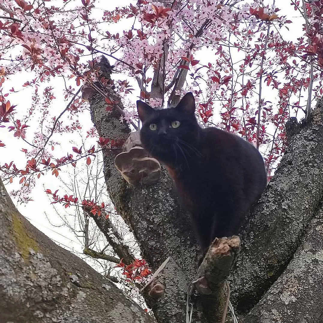 Bébé D'Amour participe au concours pour gagner de l'argent avec cette photo : animal, bark, black_cat, blossoms, branches, cat, curious, eyes, flora, fur, moss, nature, outdoor, perched, pet, pink_flowers, spring, tree, whiskers, wildlife